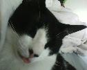 Mimilou